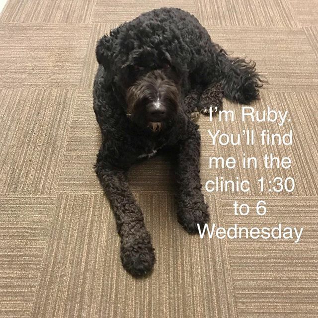 vivitherapy's tweet photo. Ruby joined our team in 2017. Since then she has been an integral part of our reception team.  A greeting by Ruby will put a smile on your heart. We are open til 8:00 PM Wednesday’s. With openings available all week try our online booking for Massage, Physiotherapy, Acupunct… https://t.co/4A8MM0laQS