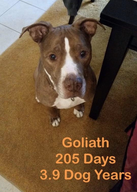 ClassicCanines's tweet photo. GOLIATH (A793268) has been at the shelter since April but was chosen for a sleep over with a volunteer last night! His report: he is house trained, likes to cuddle & sleeps through the night! Btw, he is available for VIP Adoption too 🐾🖤 #shelterdog #austin #atx #dogsof512 https://t.co/r6Ns3Cjxdi