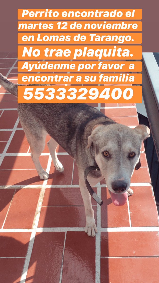 palomarrazola's tweet image. Sigo buscando a los dueños de este perrito! Por favor ayúdenme a darle toda la difusión del mundo! Seguramente su familia lo está buscando 😢 se perdió en Lomas de Tarango en @AlcaldiaAO.