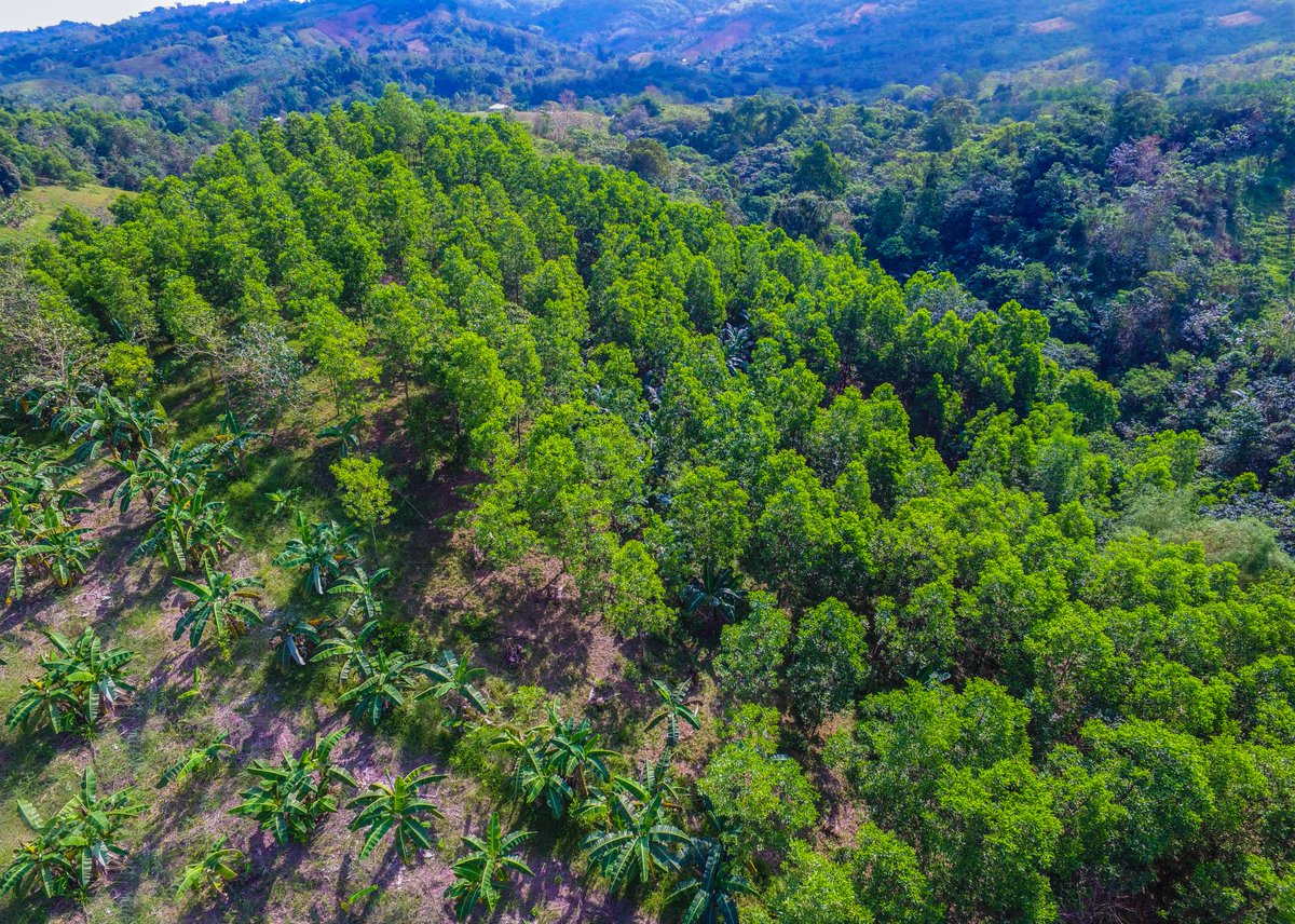 OceanaGold's tweet photo. Progressive rehabilitation & reforestation at our #Didipio Mine - a world class gold mine promoting advancement of responsible mining through innovation, technical excellence, taking care of employees & environment & partnerships with community
#OceanaGold #ResponsibleMining https://t.co/Gm8nYGLM36