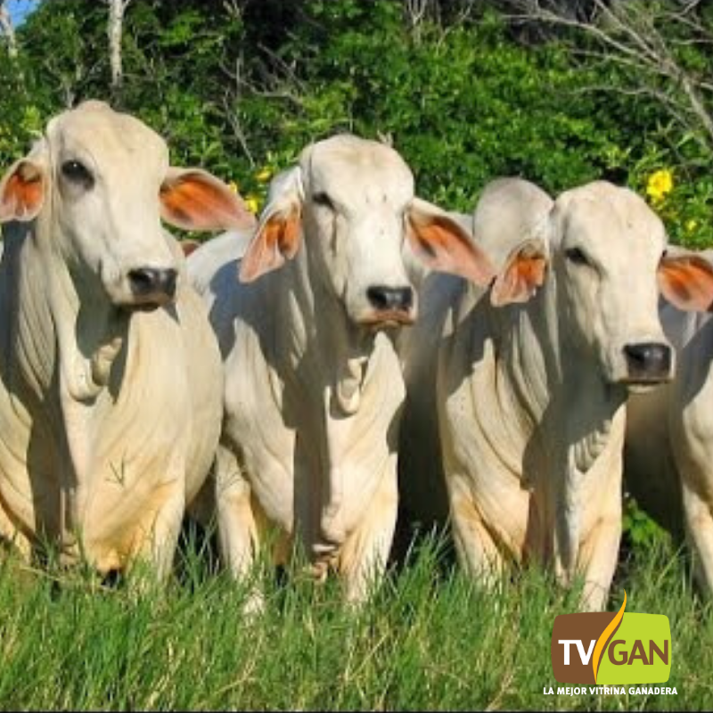 TvGanColombia's tweet photo. Sabías Qué...
Después del #Brahman y el #Indubrasil, el #Tabapua fue la tercera raza #Neocebuina que se formó en el mundo. 🐮🐃🐮 https://t.co/EYdNcU52t2