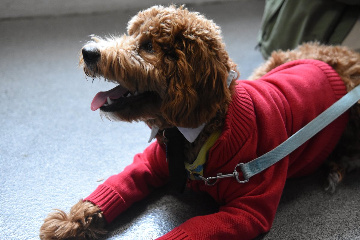 wqed's tweet photo. When a dog named FRED ROGERS walks into the FRED  ROGERS STUDIO... Can only mean one thing... It's #CardiganDay! ❤️ https://t.co/CcKi0aGg4X