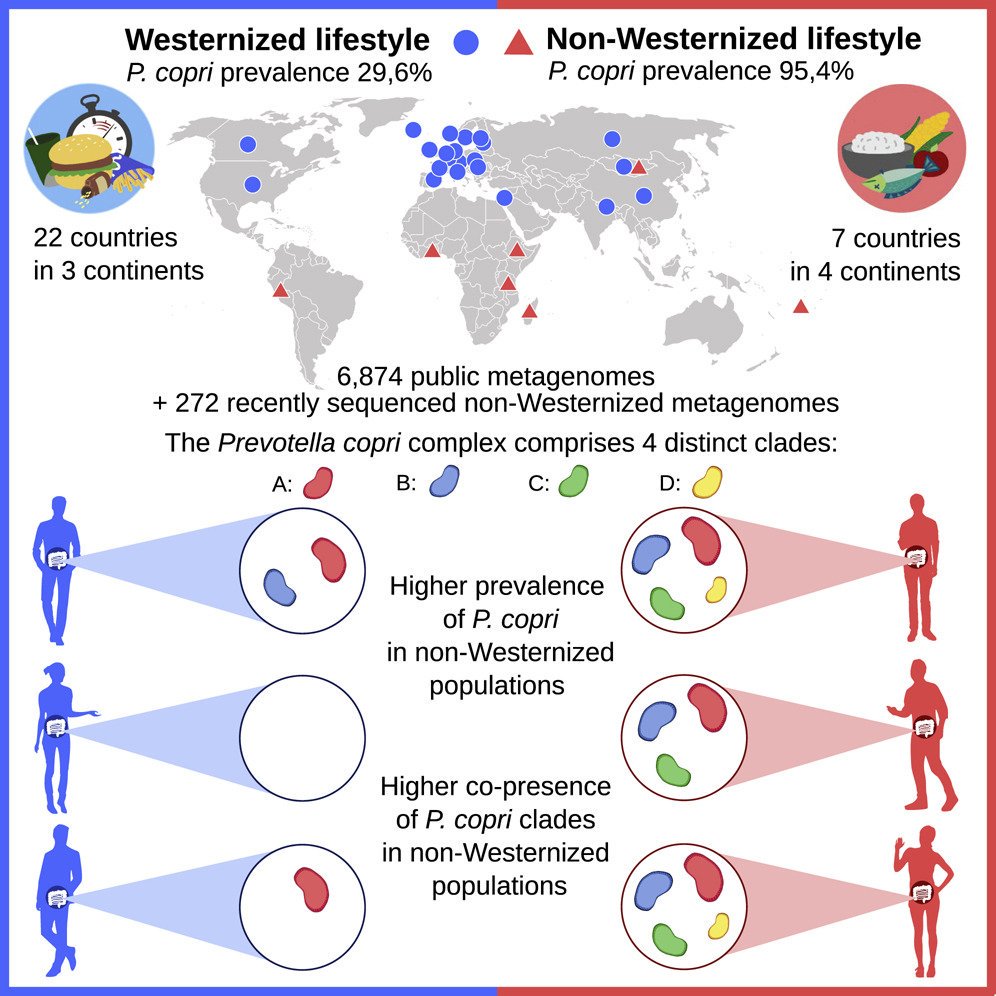 Not all P. copri are alike: Intestinal #microbe Prevotella copri encompasses four distinct clades constituting the P.copri complex, which is prevalent in non-Westernized populations &amp; ancient gut samples but disappearing in Western populations <a href="/cibiocm/">Segata Lab</a> cell.com/cell-host-micr…