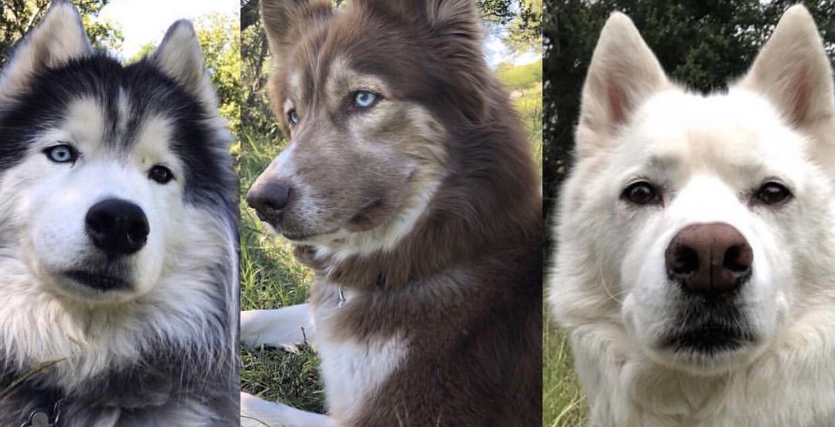 kumapaws376's tweet photo. #husky #neapolitan #kabuki #doggo #cookiesandcreme #vanilla #pupper #chocolate #woolyhusky #whitehusky #redhusky #derpyanimals #huskies 🦁🐶🦊 #wink #happy #dogwinking #dogwink #シベリアンハスキー #ハスキー #シベリアン #sibirischerhusky #хаски #dogs #Сибирскийхаски #dogsoftwitter https://t.co/srbHaF4Yce