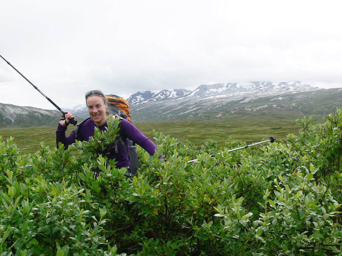 IslaHMS's tweet photo. @TeamShrub @EdinburghUni @ScienceUoE @GeosciencesEd @e3dtp My #5WordResearch from my own #PhD were "shrubs climb mountains, move north" - and the research continues as I am still studying shrubs with @TeamShrub years later. https://t.co/97zQjcpdP6