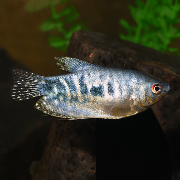 OmegaSeaLLC's tweet photo. The Opaline Gourami is silvery pale blue, with darker blue markings. Make sure to feed them some Omega One Freshwater Flakes and Omega One Veggie Pellets. #omegasea #omegaone #fishfeature https://t.co/Tfvxl9RnHT