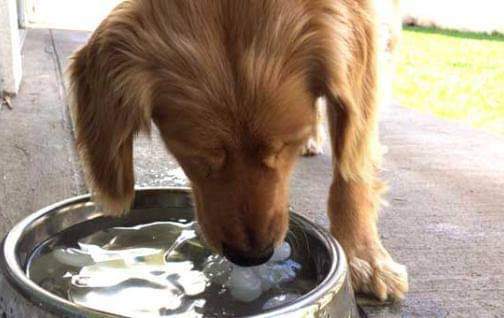 pa79410931's tweet photo. POR FAVOR PONE UN TACHITO CON AGUA PARA LOS CALLEJERITOS EN ALGUN LUGAR EN LA VEREDA, SI ESTAN EN LA CALLE ES PO NUESTRA CULPA. NO PUEDEN DECIRNOS QUE TIENEN SED. SEAMOS HUMANOS COMPASIVOS CON LOS SIN VOZ. DEJALES UN TACHITO CON AGUA 💖🐶🐾 https://t.co/8zLjFuOgqn