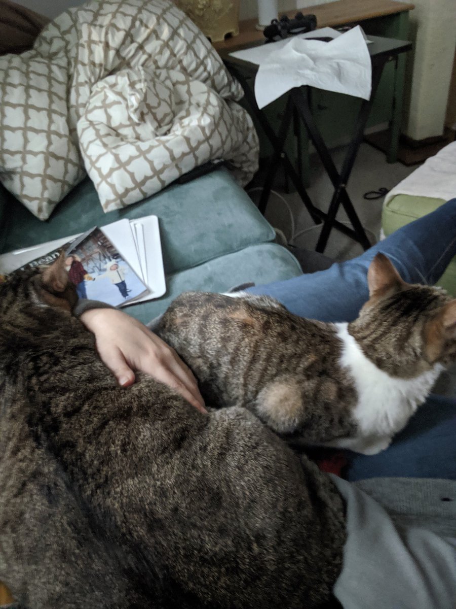 artbycle's tweet photo. My cat fashion is becoming a reality. https://t.co/5ICzuvzm5I