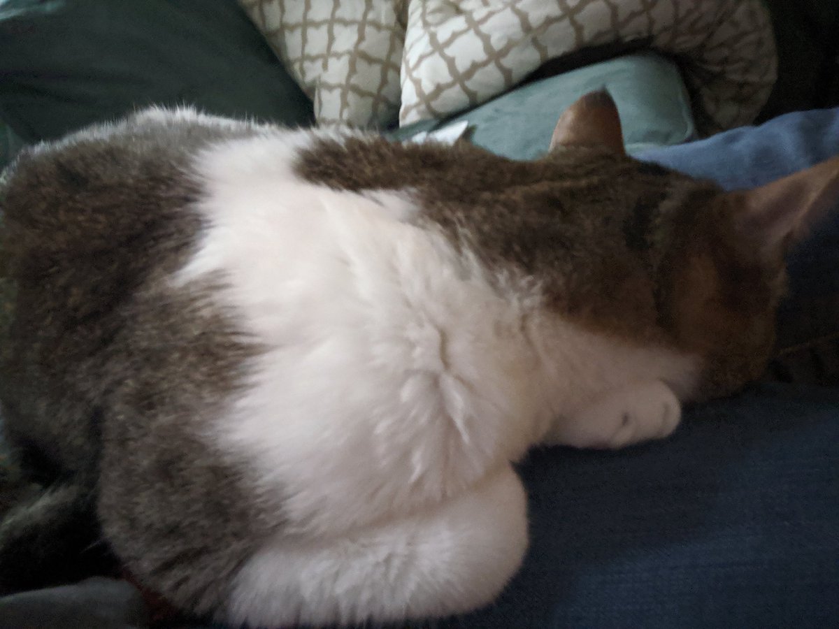 artbycle's tweet photo. My cat fashion is becoming a reality. https://t.co/5ICzuvzm5I