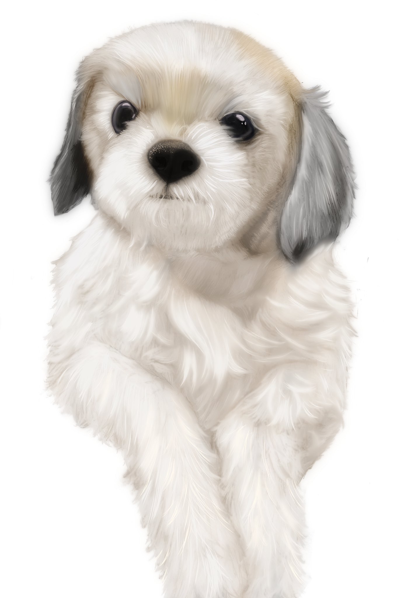 しょうな Shonalian 結局一睡もせず色ぬりまで完成 うちの兄がお世話してるおじいワン 16歳 シーズーのジュンさんです 描き方もアプリも色々変えてみました イラスト 犬の似顔絵 シーズー 秘密結社老犬倶楽部 絵描きさんと繋がりたい Procreate