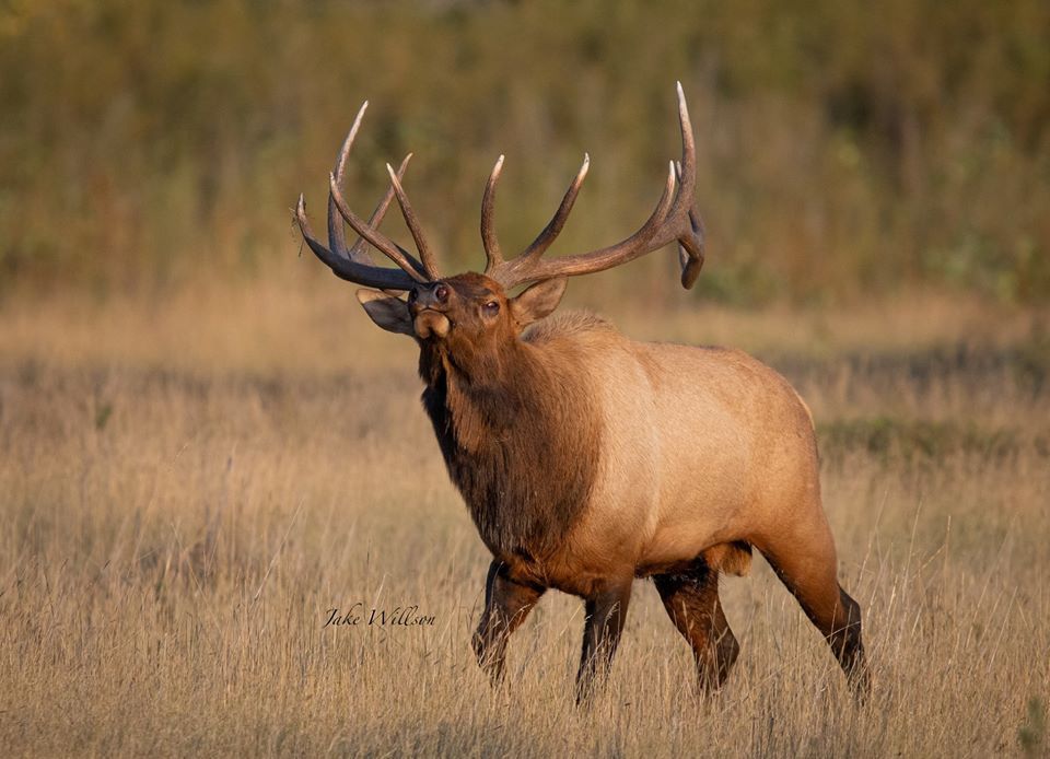 ElevatedHunting's tweet photo. https://t.co/xrFmVOmOSh How about a good looking bull to lift your spirits today? #elevatedhunting #hunter #hunting #outdoorlife #outdoors #nature #wildlife #elk #bull #herd #rut #bugle #bigboy #spirits #lifted #rack #majestic #boss https://t.co/7Q7CK1eDNR