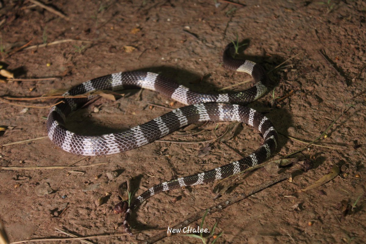 SnakeSn64743249's tweet photo. งูทับสมิงคลา Common Krait , Malayan Krait (Bungarus candidus) 🐍 #commonkrait #malayankrait #bungaruscandidus #snake #snakes #snakezone #reptiles #reptilian #reptile 

⛺ : Korat , Thailand.
📷 : @newchalee99 https://t.co/MHGi9CDlD1
