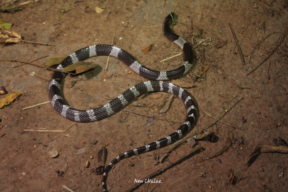 SnakeSn64743249's tweet photo. งูทับสมิงคลา Common Krait , Malayan Krait (Bungarus candidus) 🐍 #commonkrait #malayankrait #bungaruscandidus #snake #snakes #snakezone #reptiles #reptilian #reptile 

⛺ : Korat , Thailand.
📷 : @newchalee99 https://t.co/MHGi9CDlD1