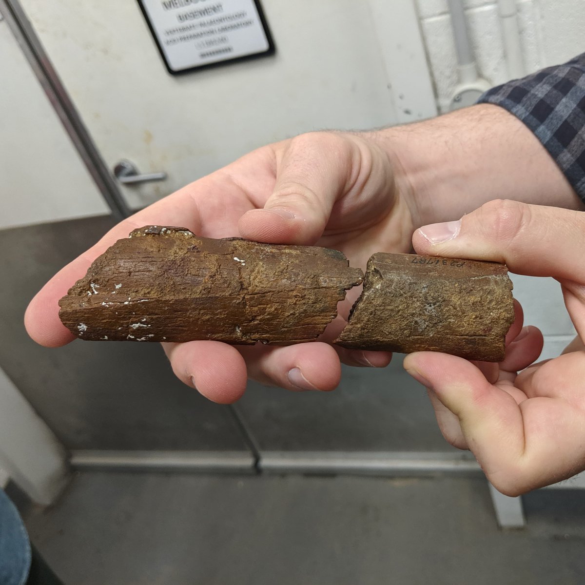 CSIRO's tweet photo. It's an incredible story more than 5 million (and 44) years in the making… ⠀

In 1975, a fragment of Pelagornis bone was collected by @museumsvictoria.

Last month, a member of the public (whilst snorkelling) came across another fragment of bone. 
⠀
They fit perfectly. 🤯 ^GK https://t.co/oHjbAHBVz5