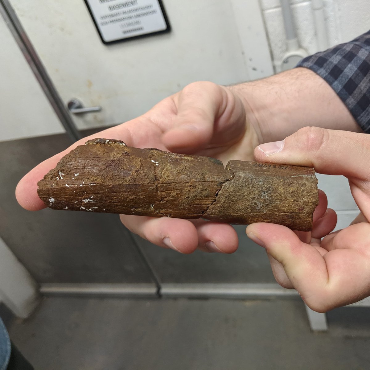 CSIRO's tweet photo. It's an incredible story more than 5 million (and 44) years in the making… ⠀

In 1975, a fragment of Pelagornis bone was collected by @museumsvictoria.

Last month, a member of the public (whilst snorkelling) came across another fragment of bone. 
⠀
They fit perfectly. 🤯 ^GK https://t.co/oHjbAHBVz5
