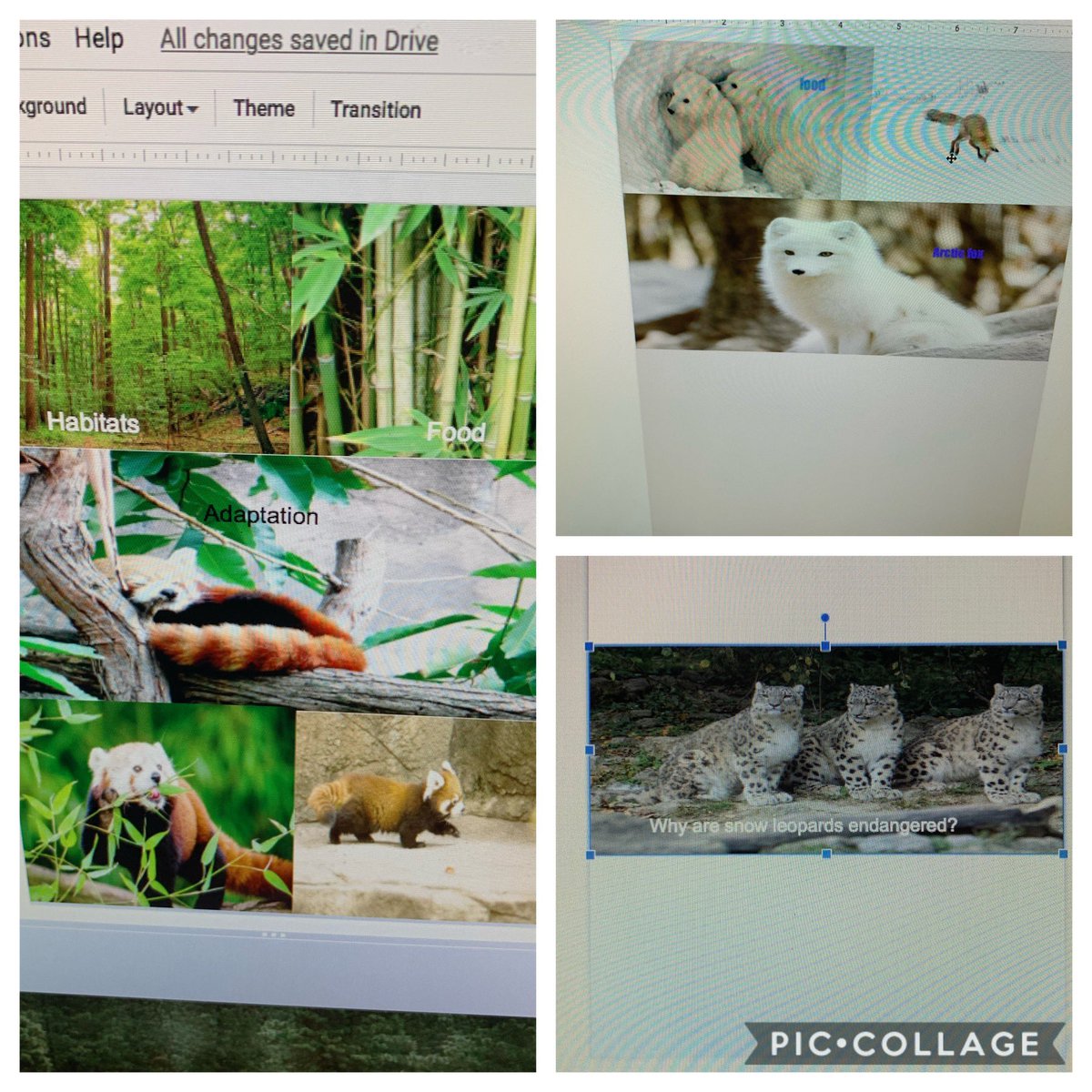 churchillpsLLC's tweet photo. Working on info graphics with the Grade 4s using Google slides. Thank you @mjwheelerali @thrillsuril for all your help! @cmpsmustangs #peel21st #EML https://t.co/nPBeZWu4Nr