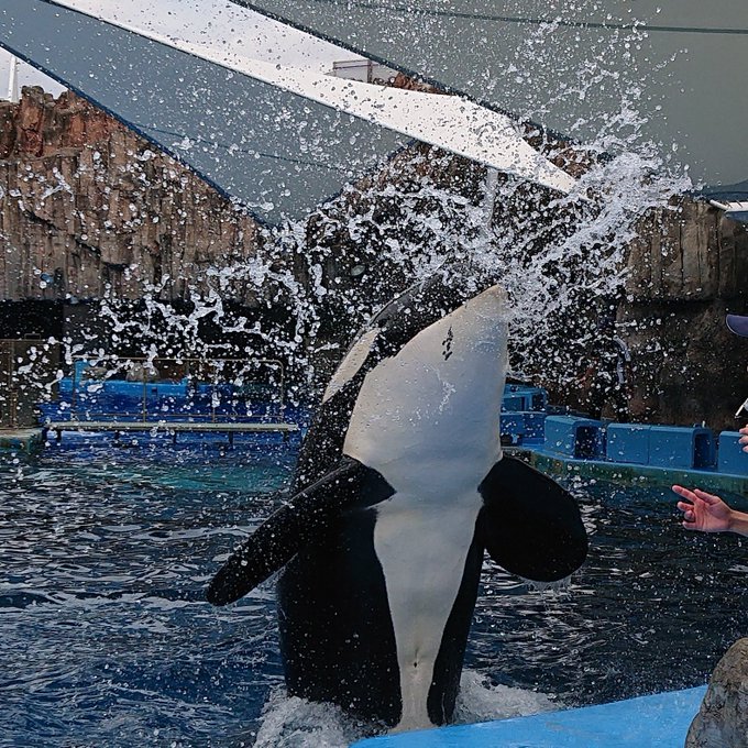 名古屋港水族館のシャチ情報を完全網羅 ショーやぬいぐるみの情報も ちりっく