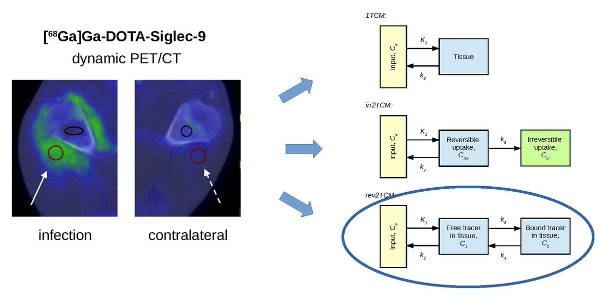 Molecules_MDPI's tweet photo. #mdpimolecules Kinetic Modelling of [68Ga]Ga-DOTA-Siglec-9 in Porcine Osteomyelitis and Soft Tissue Infections https://t.co/HZd9OAeAV4 #kineticanalysis #vascularadhesionprotein #infection #inflammation #osteomyelitis #animalmodel https://t.co/vEjGIiBCD4