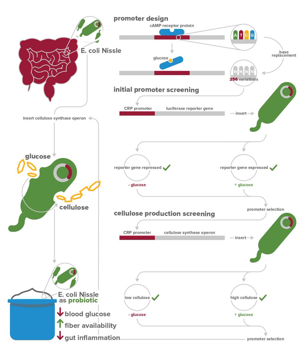 iGEM McMaster tweet media