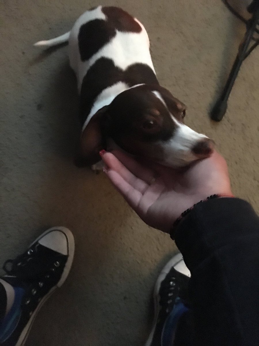 Dollofwonder's tweet photo. @RussellRott has theeeee cutest fur baby! #Sadie #Weenies #PlatformConverse #Editing https://t.co/WYXBhHA7Dt