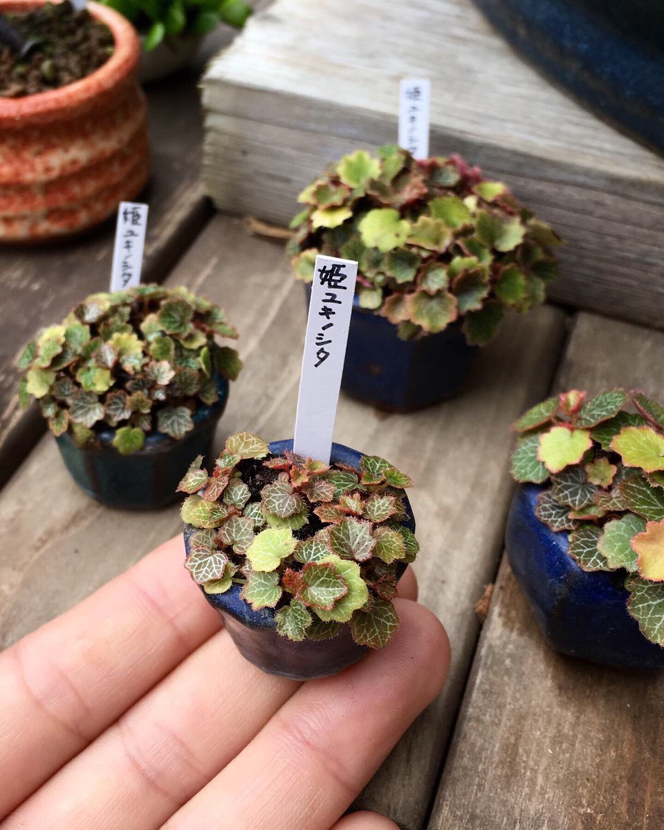 中国宜興 超人気 盆栽鉢 多肉植物 山野草鉢 植木鉢 小品 大品