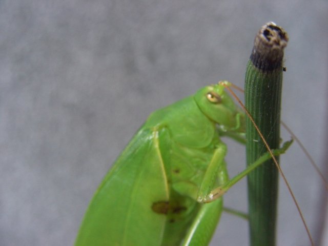 青柳 かえる ウマオイムシがトグサの茎にとまっていました 時々見かけるけど 名前を調べるまでこの虫がウマオイだとは知らなかった うちではその鳴き声からスイッチョンって呼んでいたんです しかもバッタなのに肉食で他の昆虫を食べるようですね 青柳 かえる ウマオイムシがトグサの茎にとまっていました 時々見かけるけど 名前を調べるまでこの虫がウマオイだとは知らなかった うちではその鳴き声からスイッチョンって呼んでいたんです しかもバッタなのに肉食で他の昆虫を食べるようですね