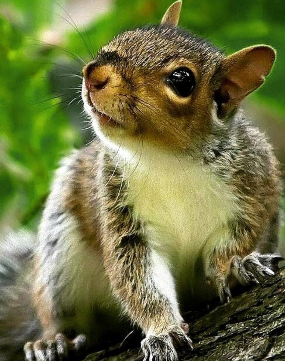SquirrelWestend's tweet photo. Be kind to a squirrel today. #WorldKindnessDay https://t.co/EfftSMz276