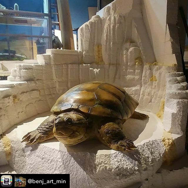 AZMNH's tweet photo. Repost from @benj_art_min our paleo artist, who is busy behind the scenes working on our new gallery. Apparently Dennis is a favorite of @benj_art_min at AzMNH. 😃🐢
.
#art #paleoart #adocus #turtle #tortoise #art #sculpture #carving #foam #cityofmesa … https://t.co/MB2uSE4hFu https://t.co/MGL5hG3gnB
