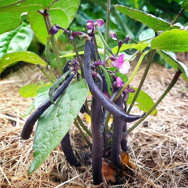 EcoAtlas's tweet photo. Purple beans, look how beautiful! Washed clean in the much needed rain. And when you cook them they turn green, like magic. So yummy on our salad tonight. And the dry grass mulch is such an important element of the organic food garden, acting like a blan… https://t.co/C1oGE0xgth https://t.co/rytyDuFz5q