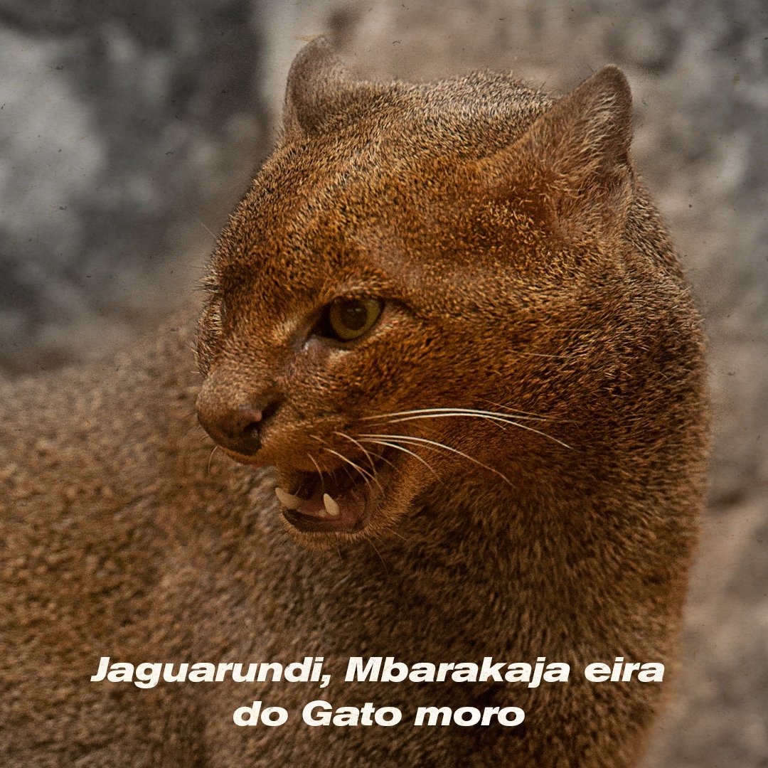 Reserva Natural Morombi on Twitter: Reserva Natural Morombi on Twitter: