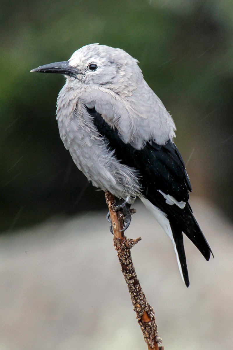RockyNPS's tweet photo. Several members of the Corvidae Family (crows, jays) live in #RMNP yr-rd. Jays are the blue Steller’s Jay & gray Canada Jay; other family members that are year-rounders are Clark’s Nutcracker, Black-billed Magpie, American Crow & Common Raven. Easy to see! #birds #RangerTips ks https://t.co/UMQ2oegxdN