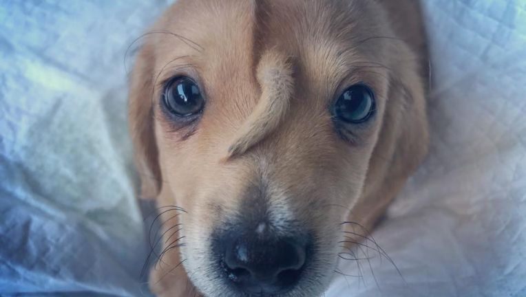 FOX10Phoenix's tweet photo. MEET NARWHAL! A 10-week old puppy was born with a second tail coming out of the middle of his. Photos of him are making hearts burst across the internet. 😍
https://t.co/kdQCoLrqxm https://t.co/2vIUvn86e0