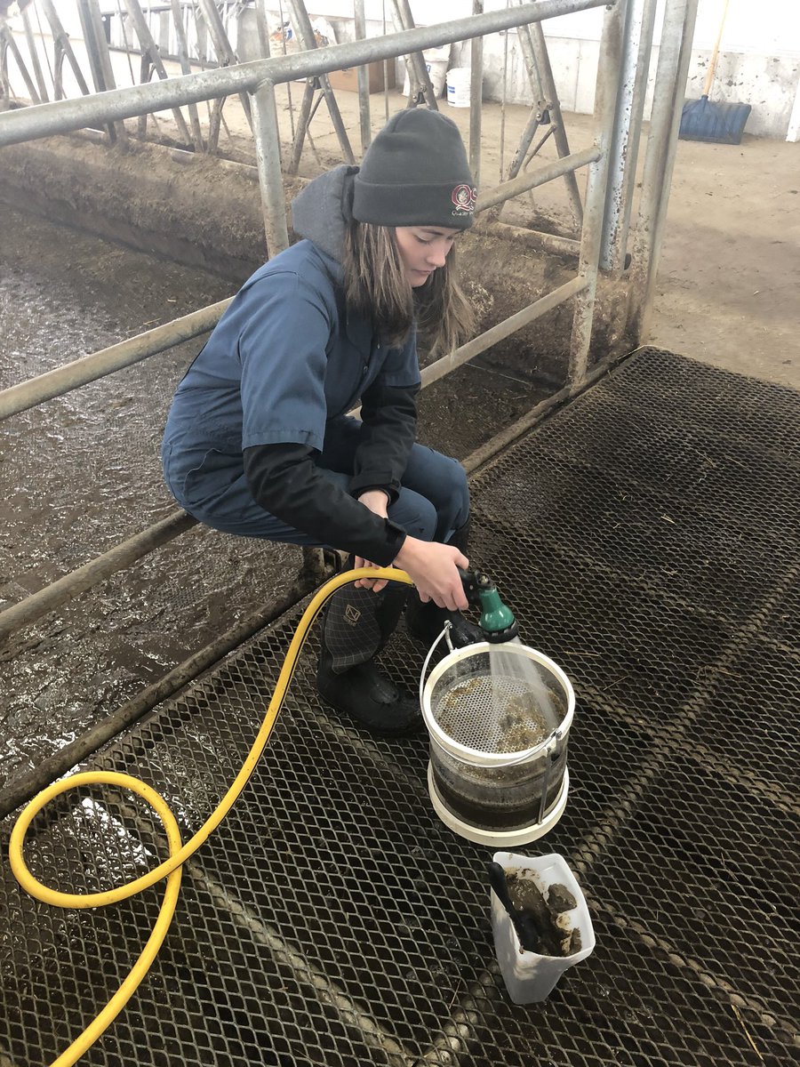 Spent the morning with the Chesley Huron Bay Co-op co-op student. Discussed and evaluated body condition scoring, manure scoring and screening, and shaker boxes. Great opportunity for her to see the nutrition side of dairy.