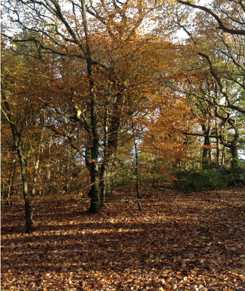 CopthorneSch's tweet image. Nutmeg class had a wonderful trip to Judy Woods. We retold the story 'We're Going on a Bear Hunt' and investigated the Autumn leaves #Rustle #Crunch #WeExceed