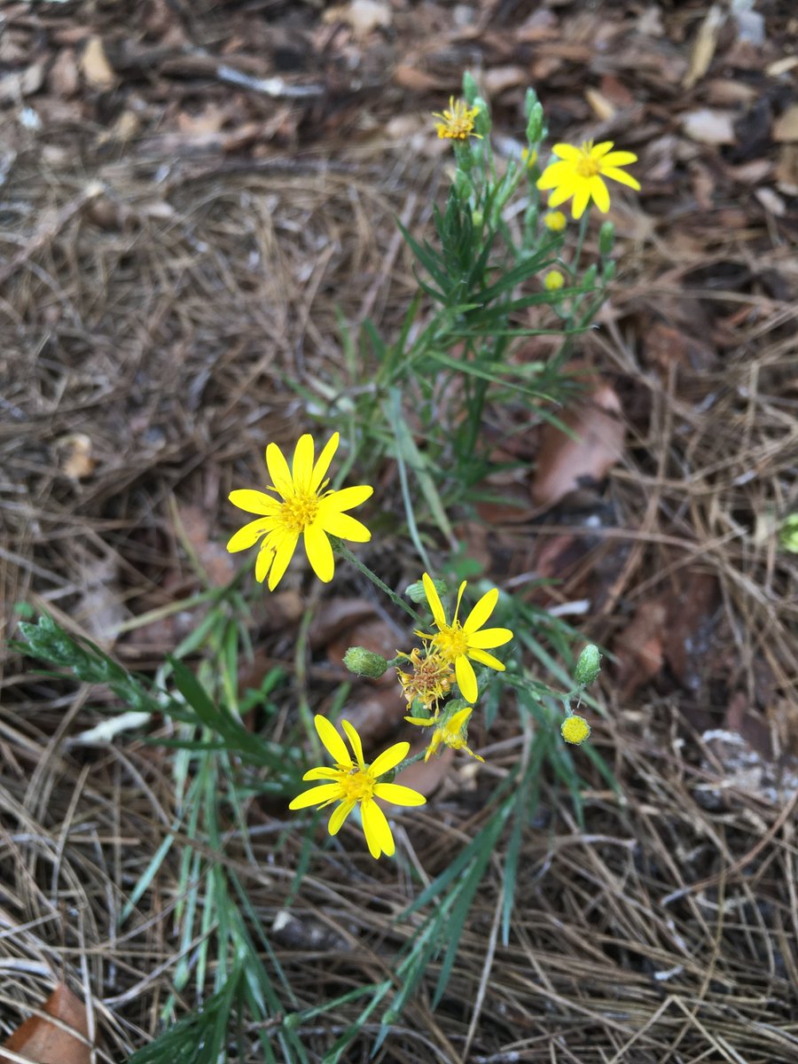PascoExt's tweet photo. Just a little #FloridaFallColor to brighten up your day... 😊

(Plant IDs = Climbing aster, roselle, narrowleaf silkgrass, scorpion-tail)

#FloridaFriendlyLandscaping #RightPlantRightPlace  #PollinatorPlants https://t.co/ZHiAwYHDec