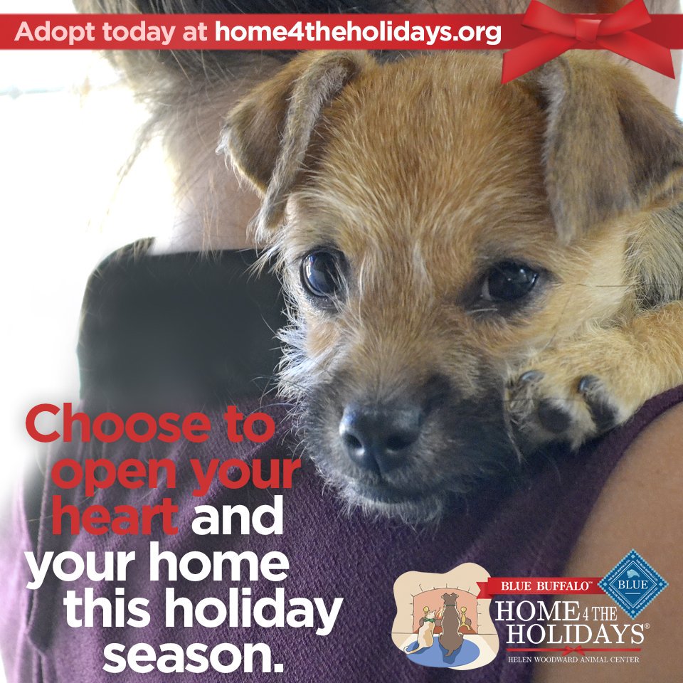On this #WorldKindnessDay think about opening your heart and home to a new best friend.  #IChoseToRescue home4theholidays.org <a href="/HWAC/">Helen Woodward Animal Center</a>