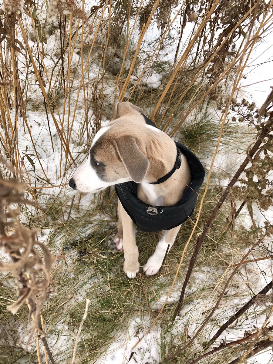 debrafranke7's tweet image. We play hard, then we sleep hard. 😊❤️ #whippetwednesday #dogsoftwitter