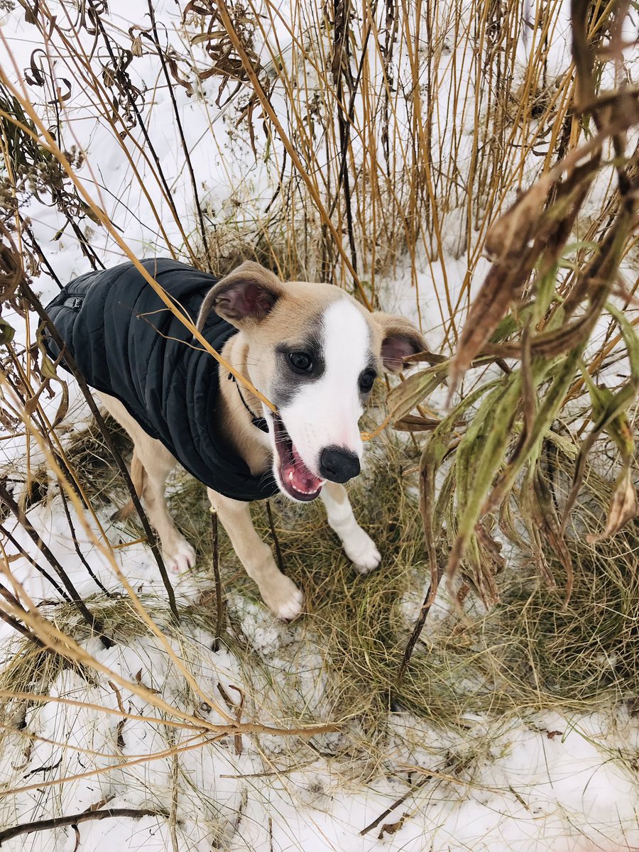 debrafranke7's tweet image. We play hard, then we sleep hard. 😊❤️ #whippetwednesday #dogsoftwitter