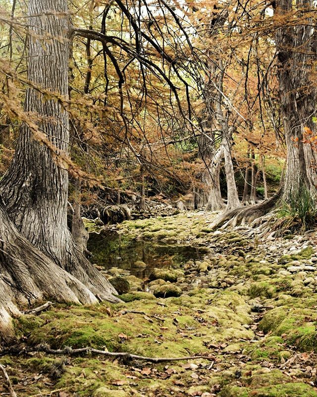 texiantea's tweet photo. Fall bucket list: 
Take a walk in an enchanted forest ☑️ https://t.co/PhAAqgKOzi https://t.co/wKBS0tqNPk