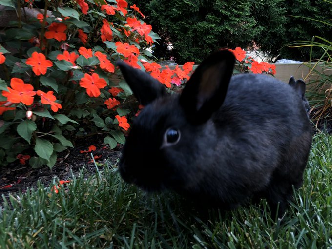 the bun pics you really wanted https://t.co/sSyECyG35P