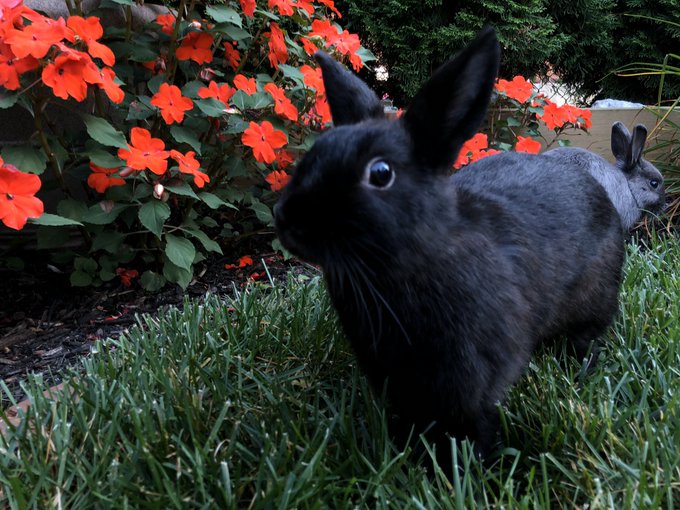 the bun pics you really wanted https://t.co/sSyECyG35P