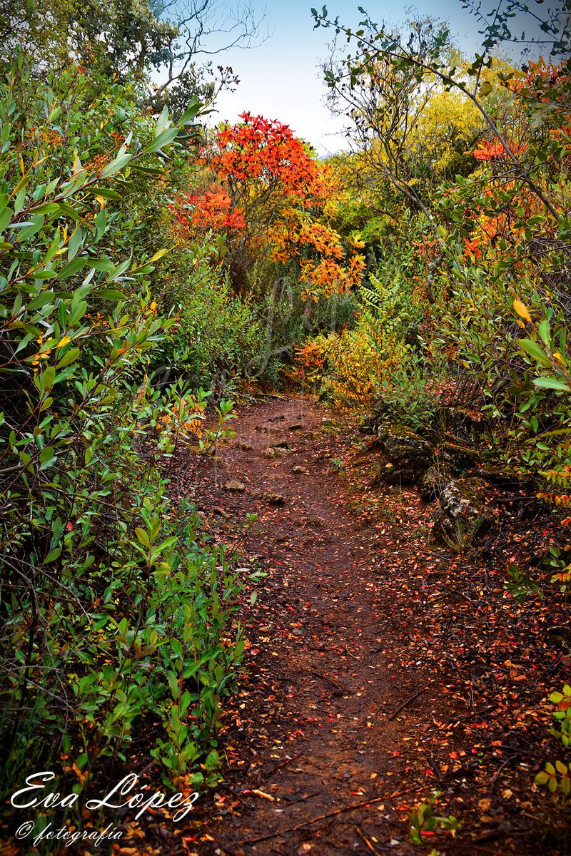 EvaM_Lopez's tweet photo. #AlcaláLaReal #zumaques #zumacal #sendero #senderismo #ruta #bosque #naturaleza #bosque #camino #paisaje #paysage #landscape #landschaft #otoño #Noviembre #fotografía https://t.co/1zvUv2mphC
