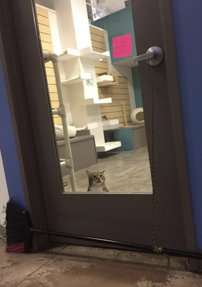 daniellaskowski's tweet photo. Internet: "This shelter cat named Quilty kept opening the door to let all the cats out, so now he is in jail"
Internet, 10 minutes later: https://t.co/5oa4URL1sD
#FreeQuilty
#QUILTYNOTGUILTY https://t.co/KtHxIfHLR2