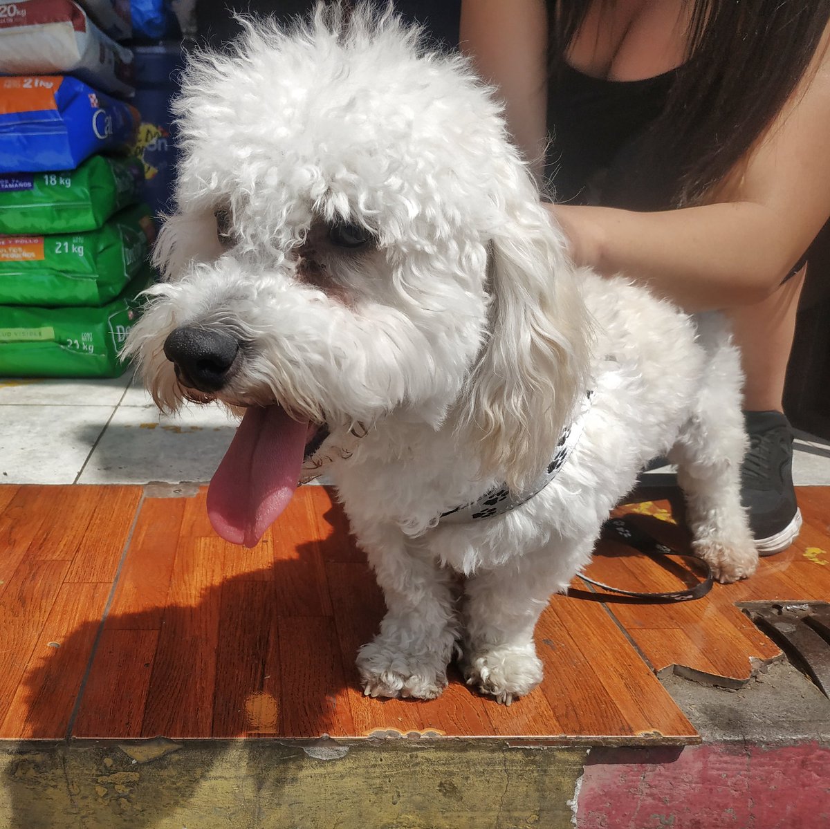 stylopets's tweet photo. Alca visitando 👉 @Stylopets 🐶 este lindo chascon es un cliente de nuestra tienda que siempre viene a visitarnos 😄

Ven y visítanos tu también 😃 En Stylopets encontraras de todo para tu mascota 🐾 Traela contigo para que ambos se diviértan juntos 😊 https://t.co/0McFJPfWe1