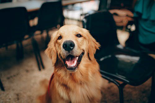 AHosp_WVL's tweet photo. Today is #WorldKindnessDay. Be kind to your pets and call to schedule their next wellness exam today. #WellnessWednesday https://t.co/mSodDIYUxy