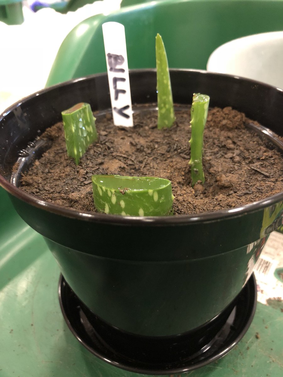ClaireMAppleby's tweet photo. Bit of table top gardening to keep the brain active thanks to St Helena’s Hospice #planting #cancer #terminal #active #brain #activity #keepgoing #dontgiveup #dontletitwin #keepfighting https://t.co/oztWMdZJvq