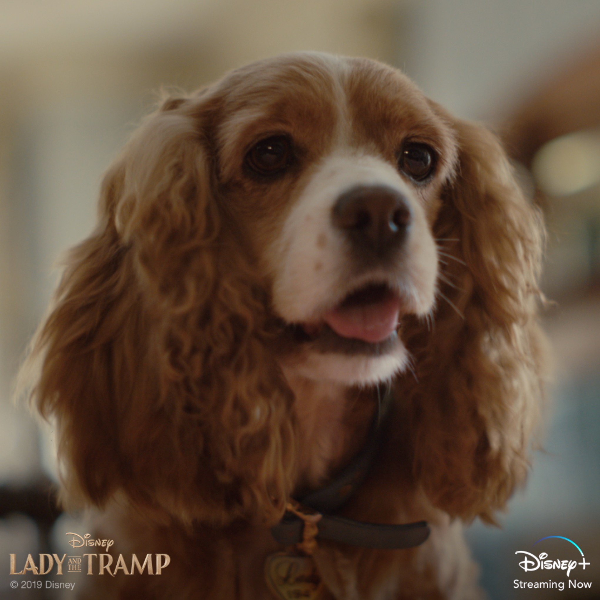 Lady and the Tramp Now Streaming Disney