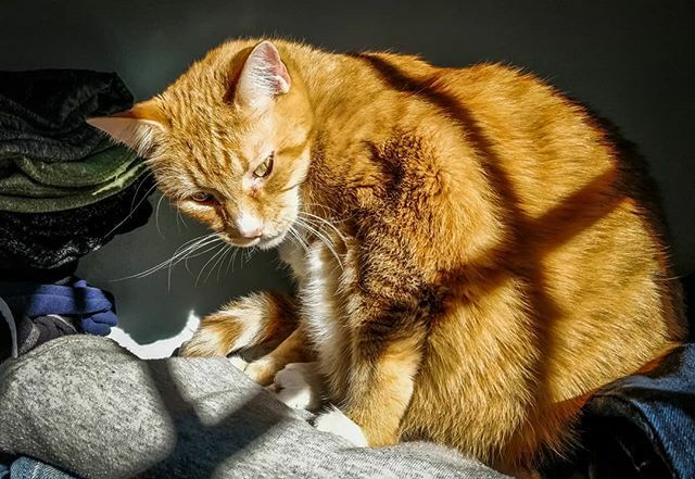 JenVisSooper's tweet photo. Luci Anne 'Ladycakes' Dalton. #catsbeingcomplecated#femalegingercats#catsofinstagram https://t.co/GmNlTgCTvk