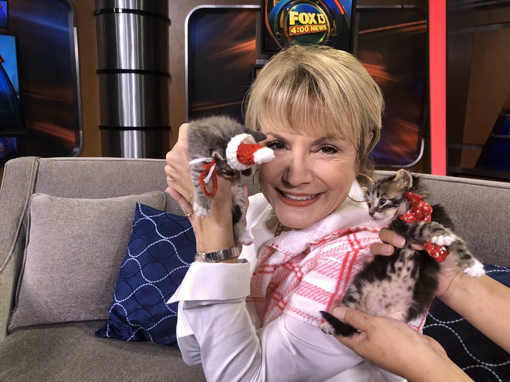 CynthiaSmoot's tweet photo. #kittycon is coming back to Tampa! Look at these 4-week-old cuteys at  #stfrancissocietyrescue #chestnutthekitten #jinglesthekitten #AdoptDontShop https://t.co/eUodmeKxcL