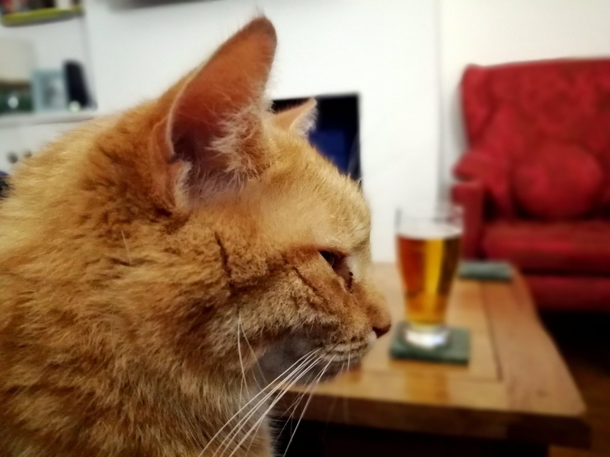 LynneWinThomas's tweet photo. You will not have a sip of that beer, madam, for I am sat on your lap now and you will give me pets, human, while I purr. If you so much as reach for that beer, I will curl my claws into your thigh, just to show you who's boss, I mean how much I love you! #StinkyKev #CatsofSplott https://t.co/2Fpm32pQLR